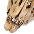 products/dinosaur-skull-fossil-decoration--geekyget-3_5dfbea39-18d5-421f-b723-a21c2c95c3a5.jpg