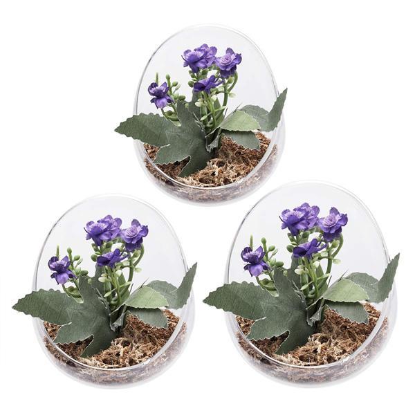 Egg Shaped Glass Plant Terrarium (Various Sizes)