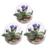 products/egg-shaped-glass-plant-terrarium-various-sizes-gardening-s-394x315-10cmx8cm-geekyget-13_c00fcf4c-13a3-4fb2-8988-9e30f5a2f30f.jpg