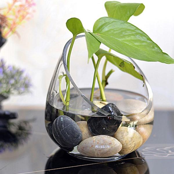 Egg Shaped Glass Plant Terrarium (Various Sizes)