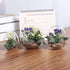 products/egg-shaped-glass-plant-terrarium-various-sizes-gardening-s-394x315-10cmx8cm-geekyget-4_58e4ea7d-31bc-40b9-865b-a30e51f28de5.jpg