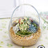 products/egg-shaped-glass-plant-terrarium-various-sizes-gardening-s-394x315-10cmx8cm-geekyget_217b674c-9b72-422c-a678-028aa643d9fb.jpg