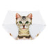 products/pussycat-seamless-panties-underwear-white-one-size-geekyget-6_15630da3-0861-4667-921f-a9236d572670.jpg