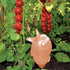 products/birdy-plant-watering-bulb-various-colors-gardening-orange-geekyget-4_1ada6a5f-747a-4cb5-ada7-7577e5947569.jpg